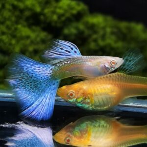 Lebiste Azul (Casal) – MD