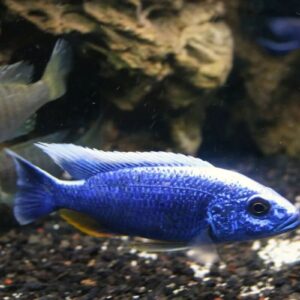 Electric Blue Iceberg – 7-8 cm