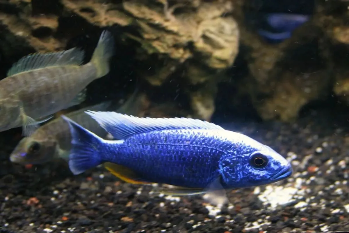 Electric Blue Iceberg – 7-8 cm
