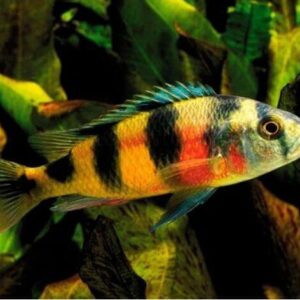 Zebra Obliquo – MD