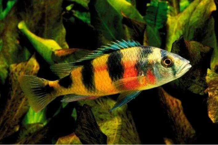 Zebra Obliquo – MD