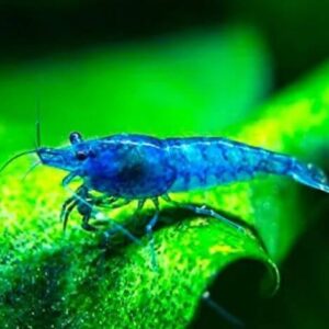 Camarão Neocaridina Azul