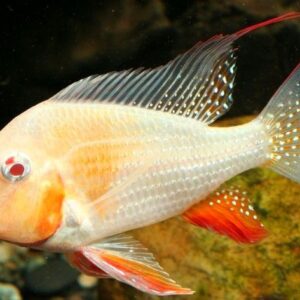 ACARICHTHYS HECKELII ALBINA 2-4cm