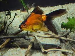 Kinguio Red Black – MD
