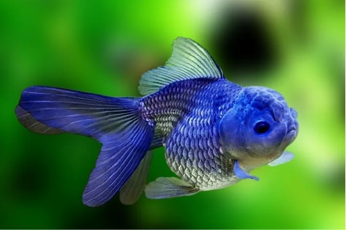 Kinguio Oranda Blue – MD