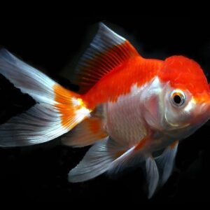 Kinguio Oranda Wr – MD