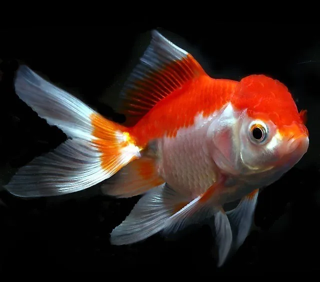 Kinguio Oranda Wr – MD