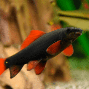 Labeo Frenatus – 2-3 cm