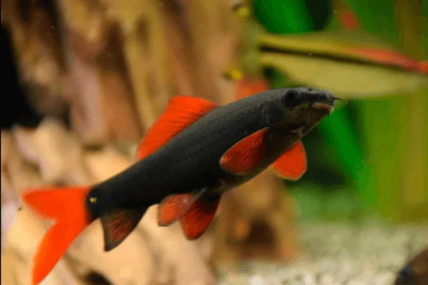 Labeo Frenatus – 2-3 cm