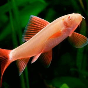 Labeo Frenatus Albino – 4-5 cm