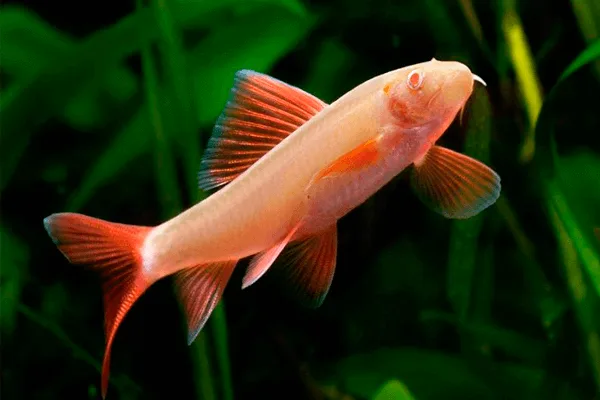 Labeo Frenatus Albino – 4-5 cm