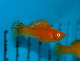Molinesia Abobora Lira – MD