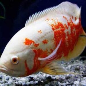 OSCAR RED TIGER ALBINO - 10 CM