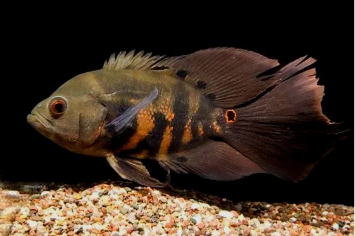 OSCAR TIGRE VEU - 5-6 CM