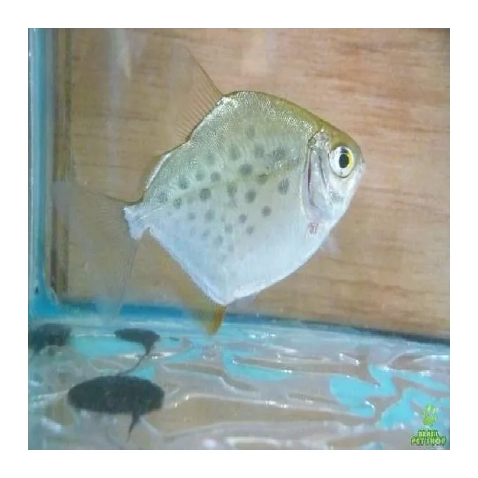 Pacu Prata – MD