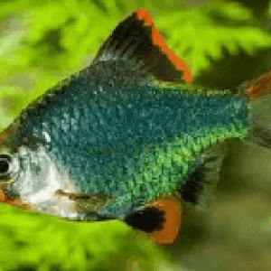 5 BARBUS SUMATRA VERDE - PADRÃO