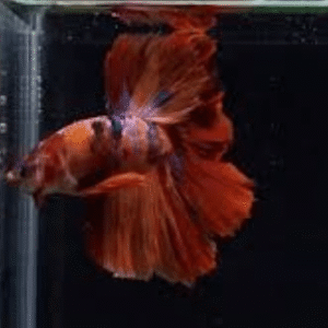 Betta Macho Koi Importado – PADRÃO