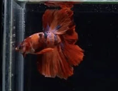 Betta Macho Koi Importado – PADRÃO
