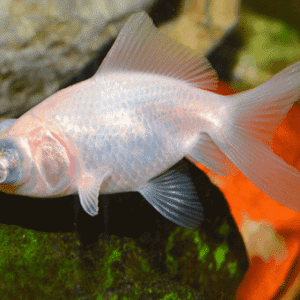 Telescopio Branco – PQ