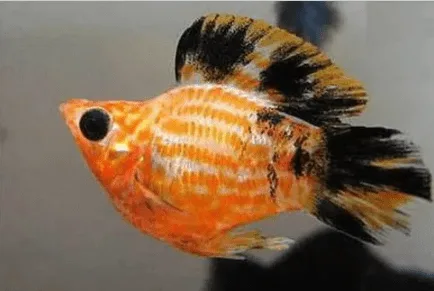 Molinésia Balão Tigre – MD