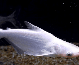 PANGASIUS ALBINO - 7-9 CM