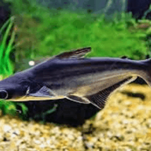 PANGASIUS - 5-8 CM