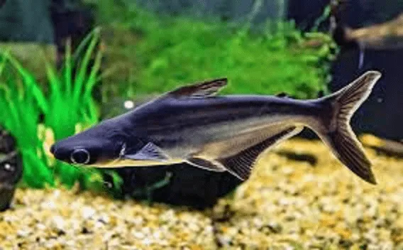 Pangassius – 3-4 cm