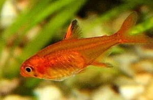 Tetra Amandae Foguinho – 1-2 cm