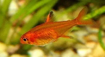 Tetra Amandae Foguinho – 1-2 cm