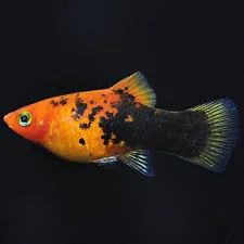Plati Dominó – MD