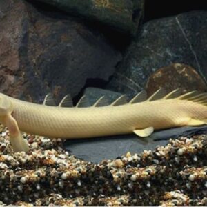 POLYPTERUS SENEGALUS - 7-9 CM