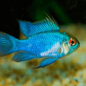 Ramirezi Electro Blue – 3-4 cm