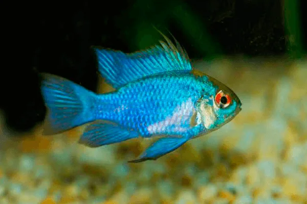 Ramirezi Electro Blue – 3-4 cm