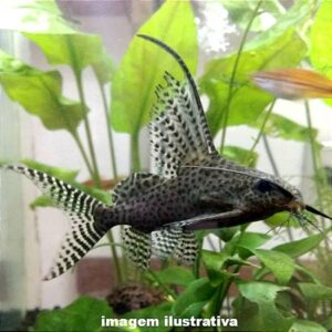SYNODONTIS EUPTERUS P/M             (E)