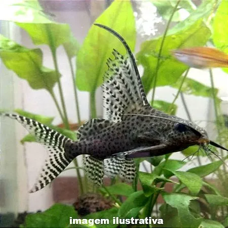 Synodontis Eupterus – 1-2 cm