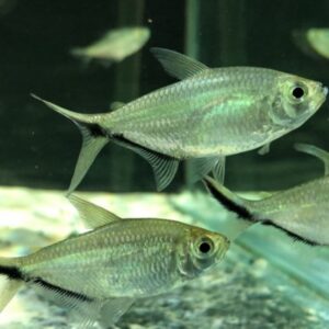 Tetra Furtuna – MD