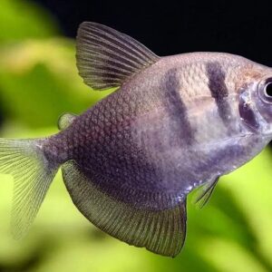 Tetra Negro Veu – MD