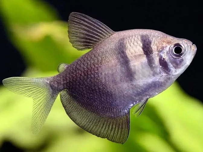 Tetra Negro Veu – MD
