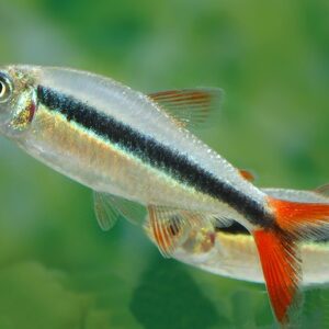 Sun Catfish Pq – 3-4 cm