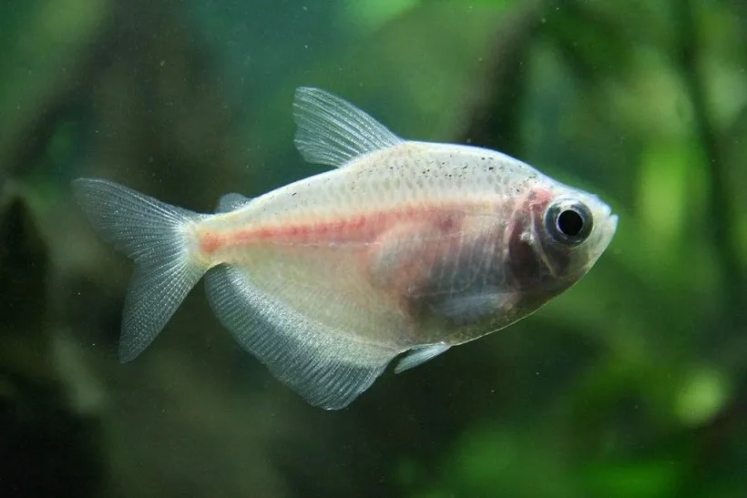 Tetra Rosa – MD