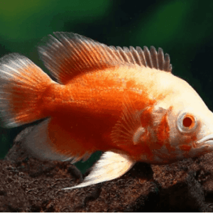 OSCAR RUBI ALBINO - 10 CM