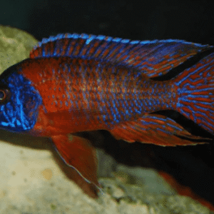 Aulonocara Red Flash – 7-9 cm