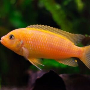 Zebra Laranja – MD