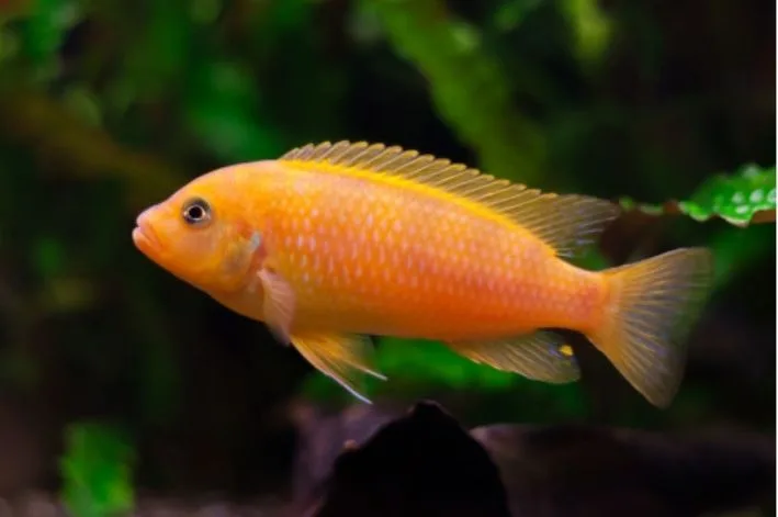 Zebra Laranja – MD