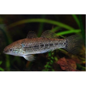 GOBY DORMINHOCO
