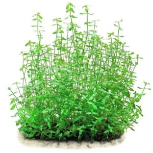 PL /VASO BACOPA MONNIERE