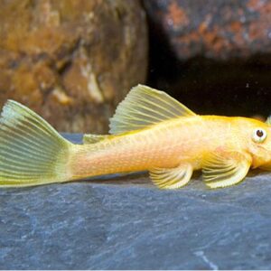 CASCUDO ANCISTRUS ALBINO* (E)