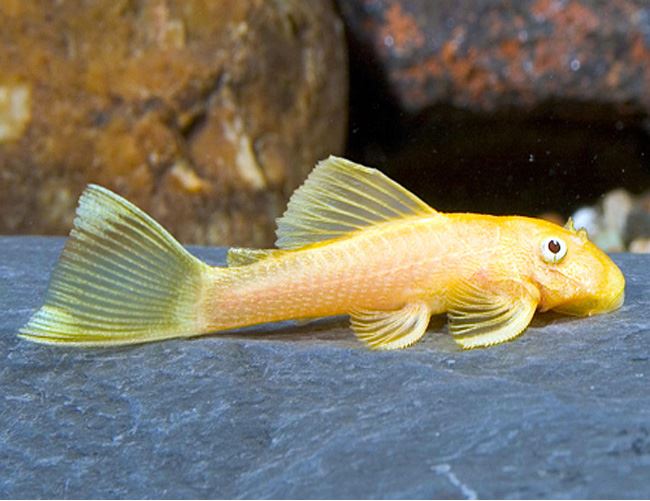 CASCUDO ANCISTRUS ALBINO* (E)