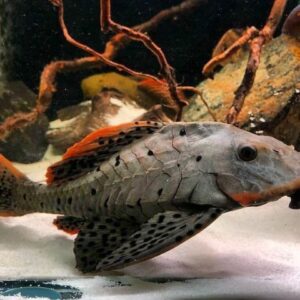 CASCUDO GENIBARBIS L095 10 A 12 CM