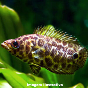 GOURAMI LEOPARDO (E)